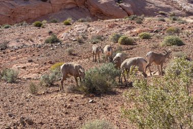 Desert Bighorn Sheep together in the Spring at Valley of Fire State Park