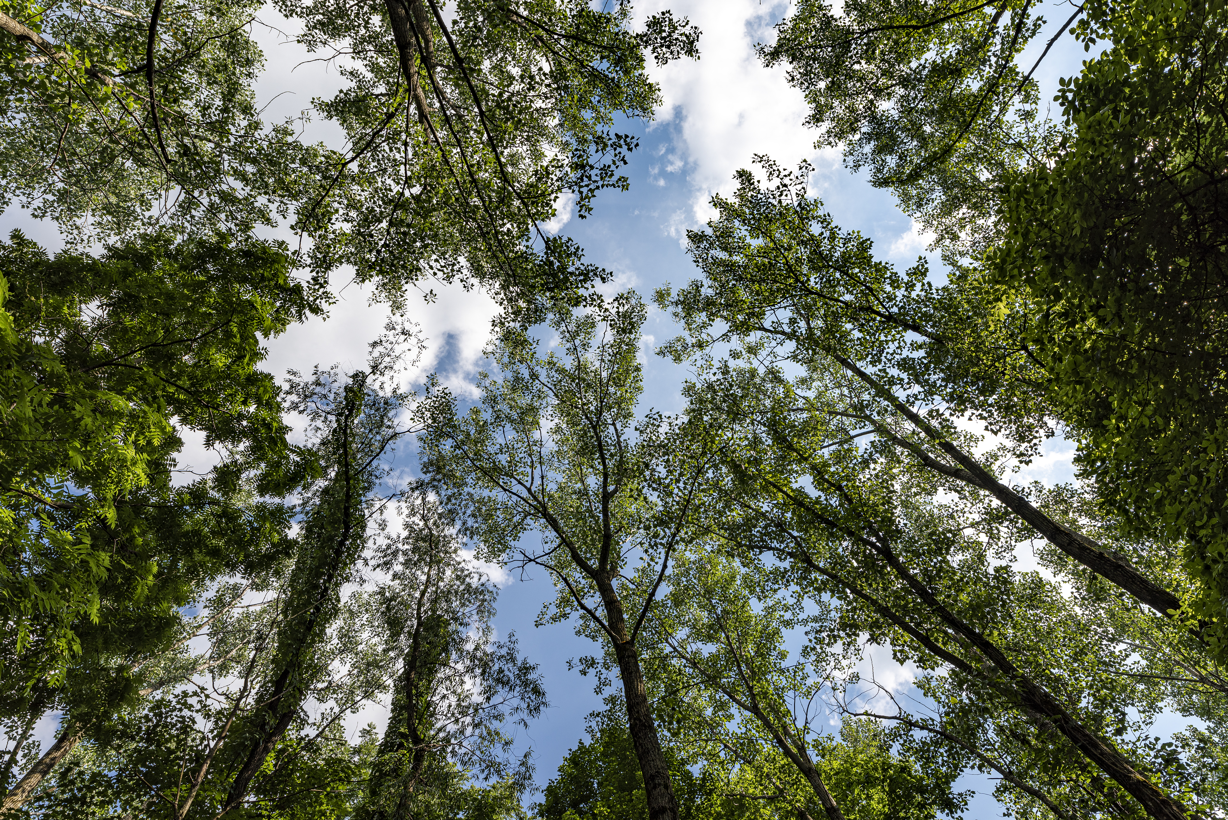 Trees at Alum Creek State Park